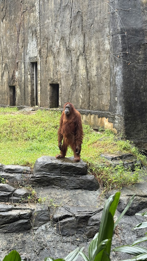 Photo from customer review