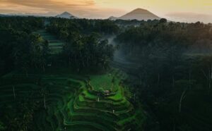 Rice fields in Bali, Indonesia