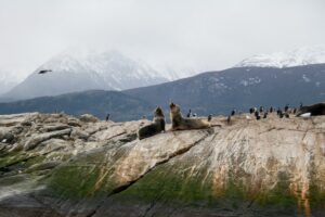 Ushuaia, Argentina wildlife